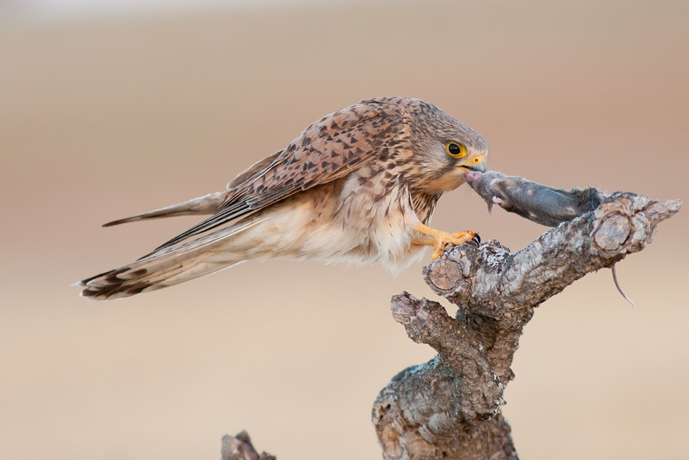 Eurasian Kestrel - ML204436621