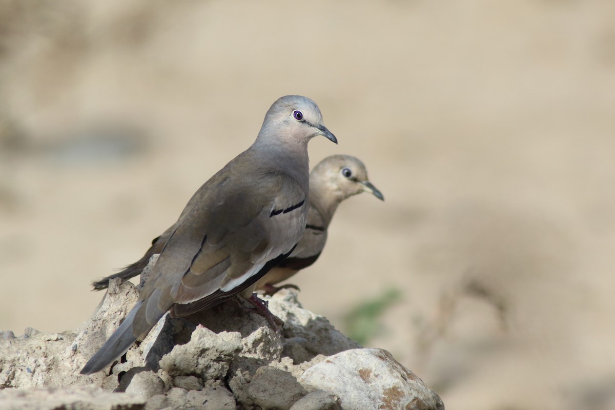 Picui Ground Dove - ML204436681