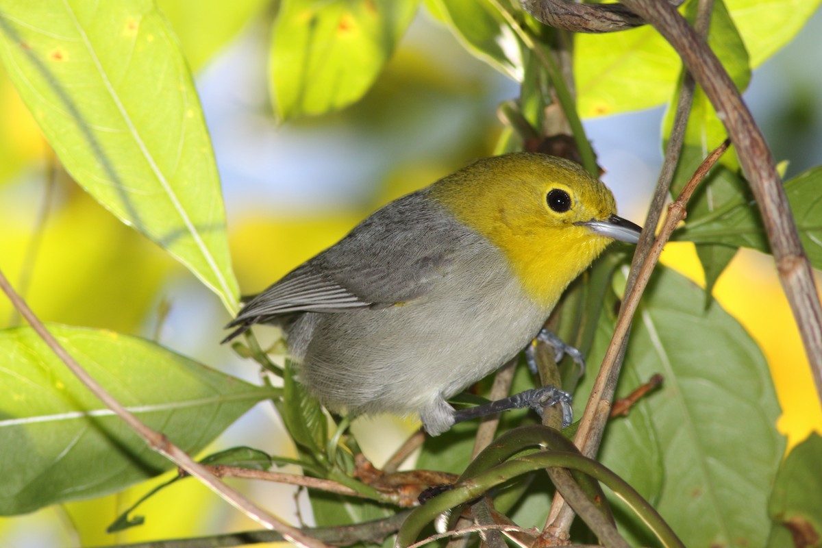 Yellow-headed Warbler - ML204436771