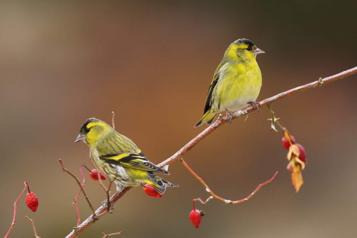 Eurasian Siskin - Rafael Merchante