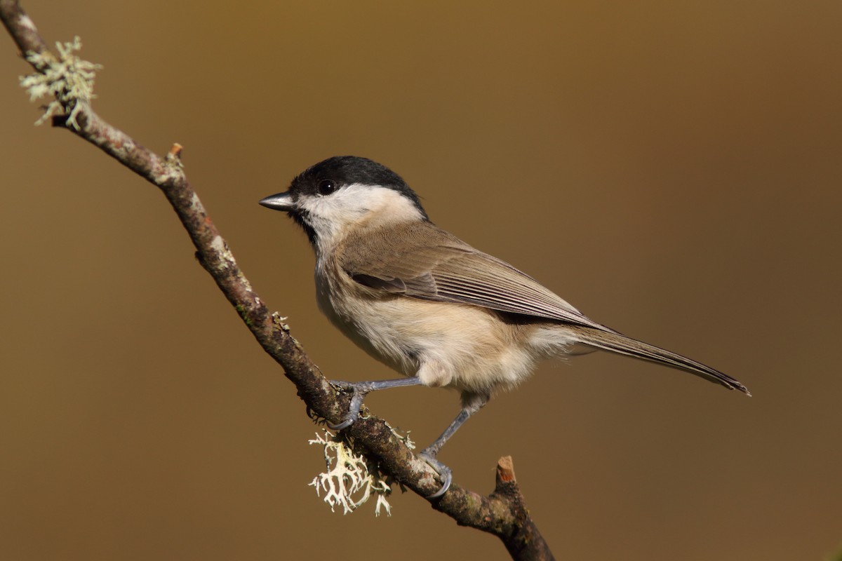Marsh Tit - ML204436961