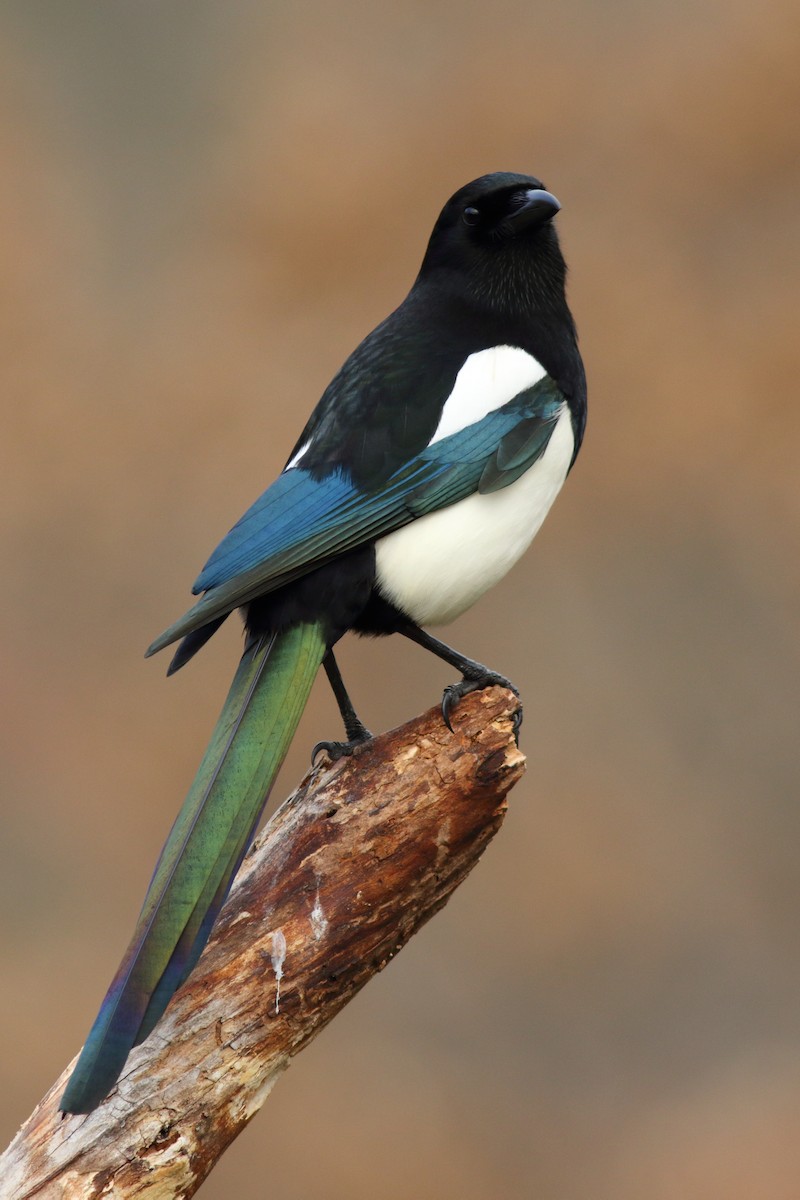 Eurasian Magpie (Iberian) - ML204436991