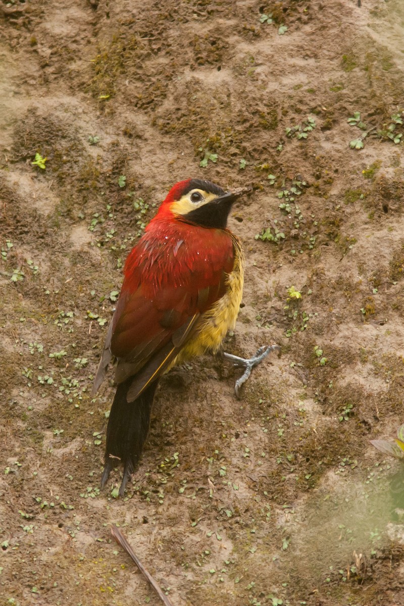 Crimson-mantled Woodpecker (Crimson-mantled) - ML204437181