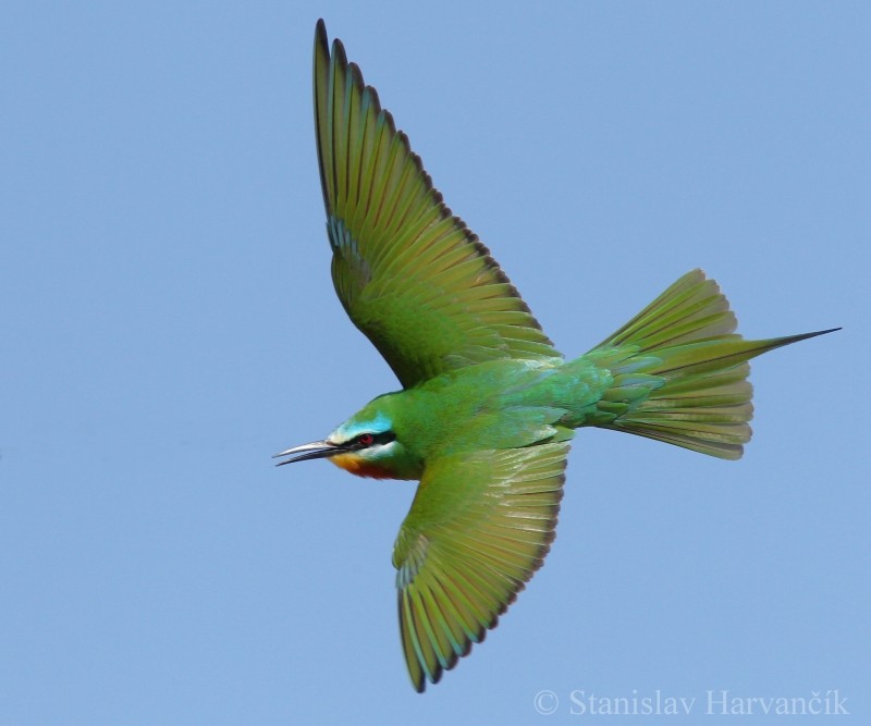 Blue-cheeked Bee-eater - Stanislav Harvančík