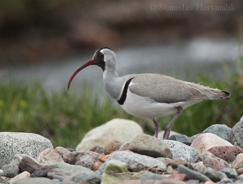 Ibisbill - Stanislav Harvančík