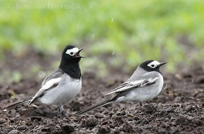 White Wagtail (Masked) - Stanislav Harvančík