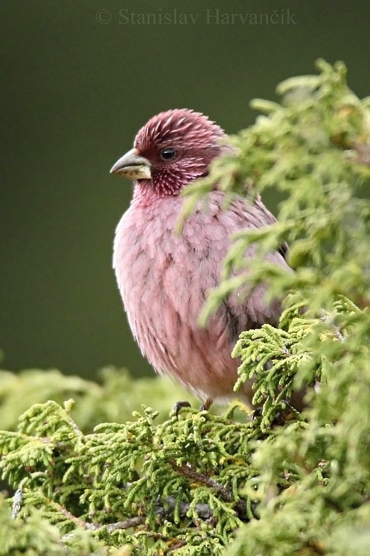 Red-mantled Rosefinch - Stanislav Harvančík