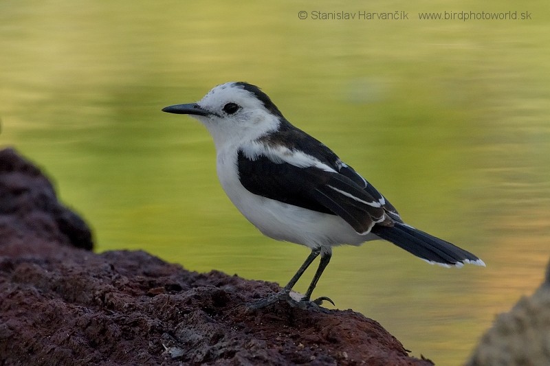 Pied Water-Tyrant - Stanislav Harvančík