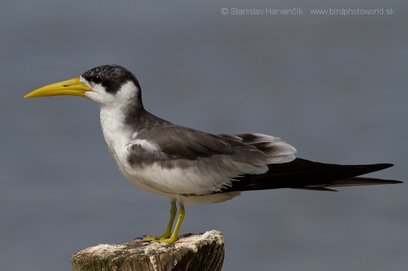 Large-billed Tern - Stanislav Harvančík