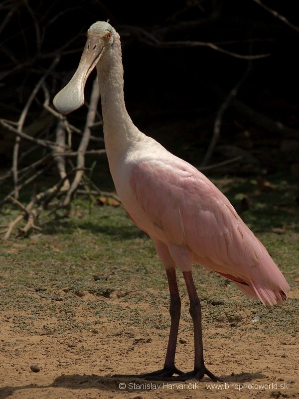 Roseate Spoonbill - ML204437921