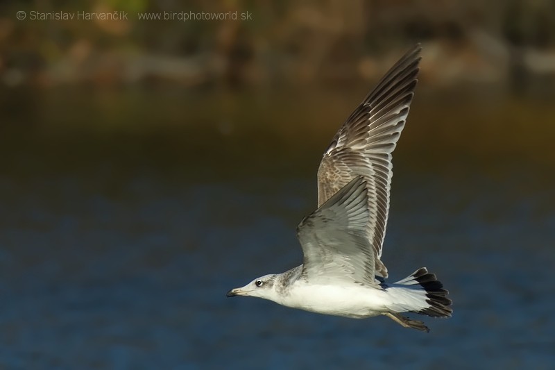 Pallas's Gull - ML204438221