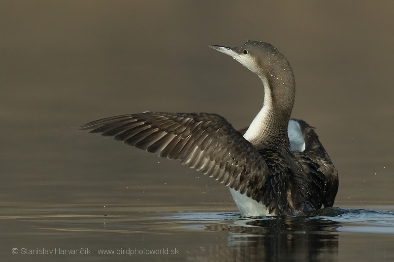 Arctic Loon - ML204438261