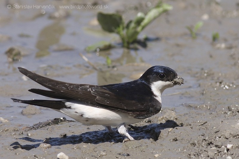 Western House-Martin - ML204438341