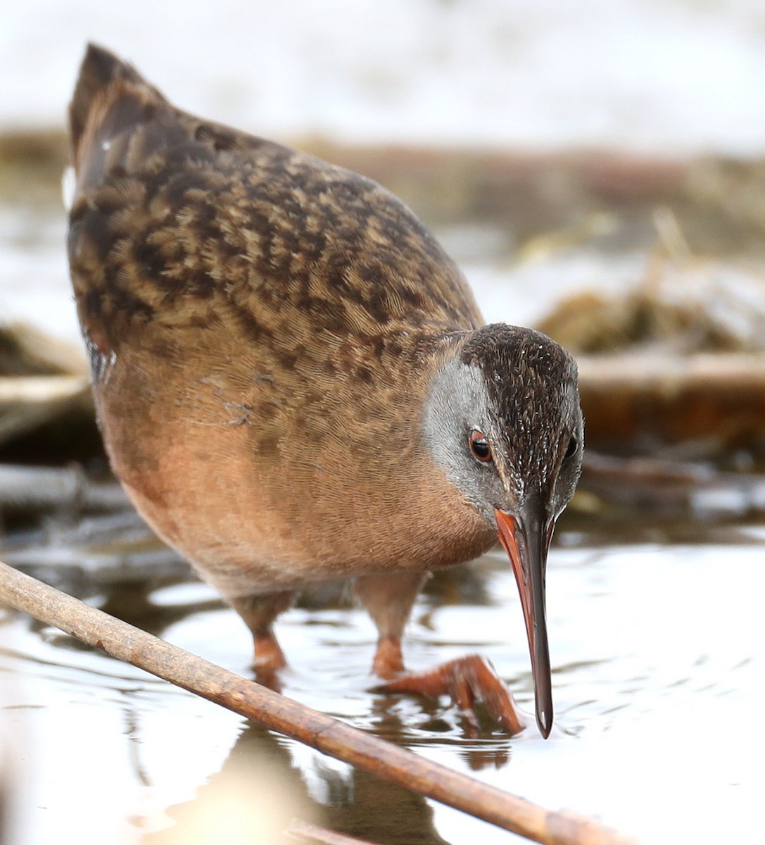 Virginia Rail - ML204438481