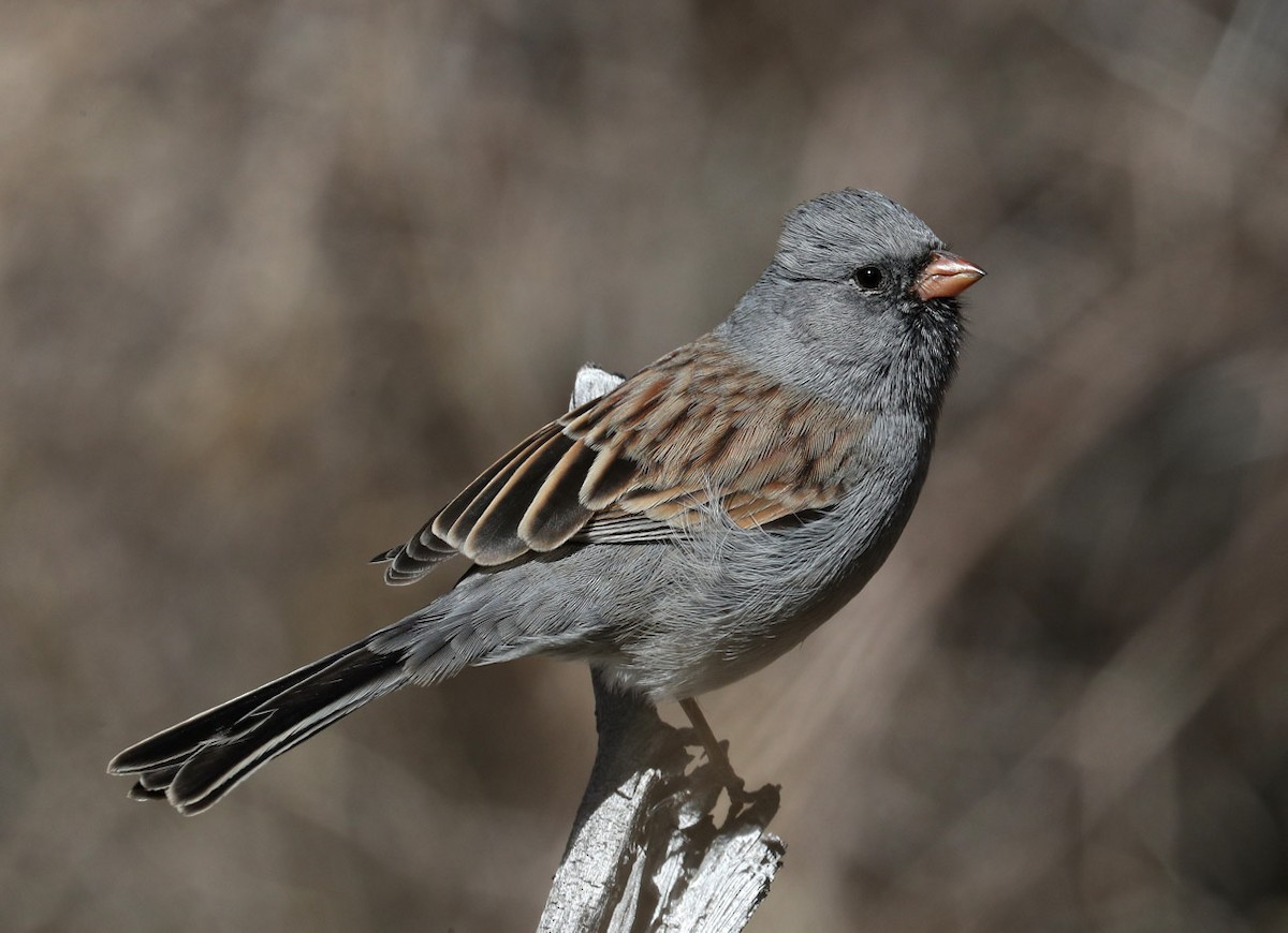Black-chinned Sparrow - Hal and Kirsten Snyder