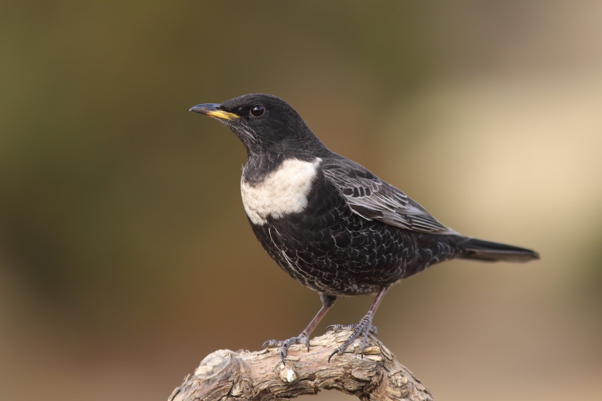 Ring Ouzel (Northern) - Rafael Merchante