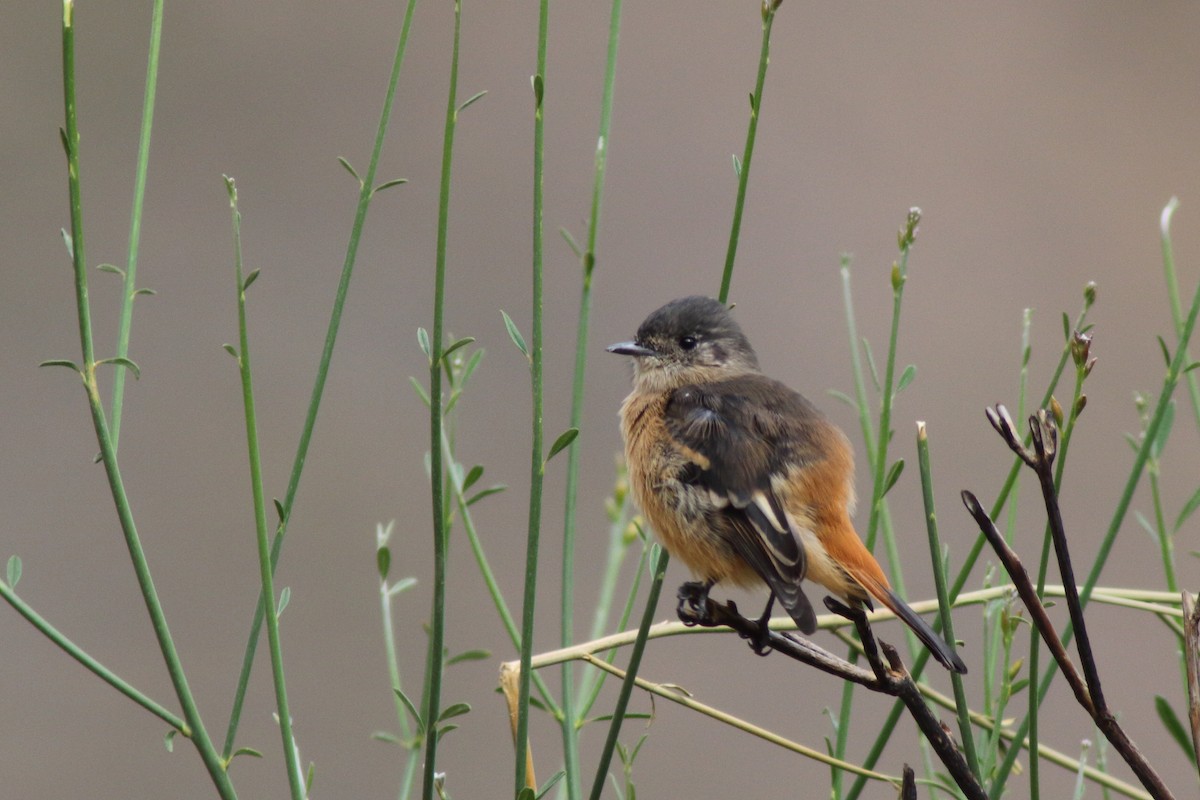 ハジロクロタイランチョウ（aterrimus／anthracinus） - ML204439001