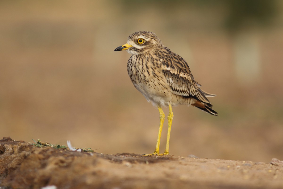 Eurasian Thick-knee - Rafael Merchante