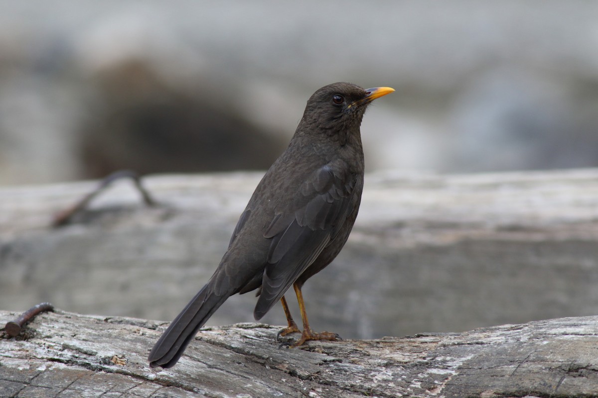 Chiguanco Thrush (anthracinus) - ML204439091