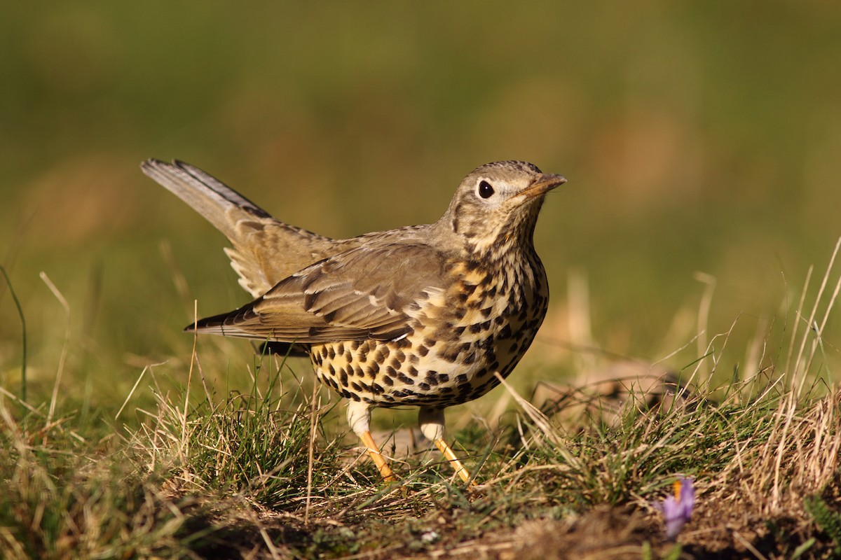 Mistle Thrush - ML204439181