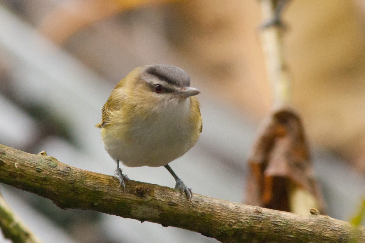 Chivi Vireo (resident) - ML204439201