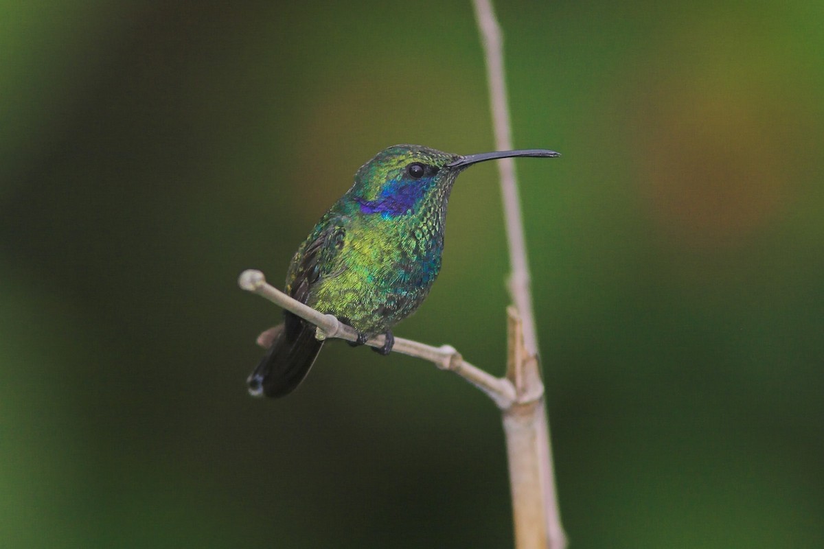 Lesser Violetear (Costa Rican) - ML204439261