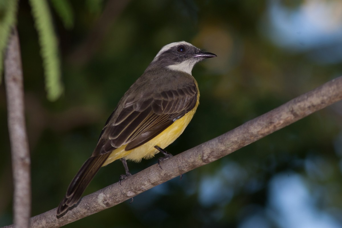 Social Flycatcher (Vermilion-crowned) - ML204439281