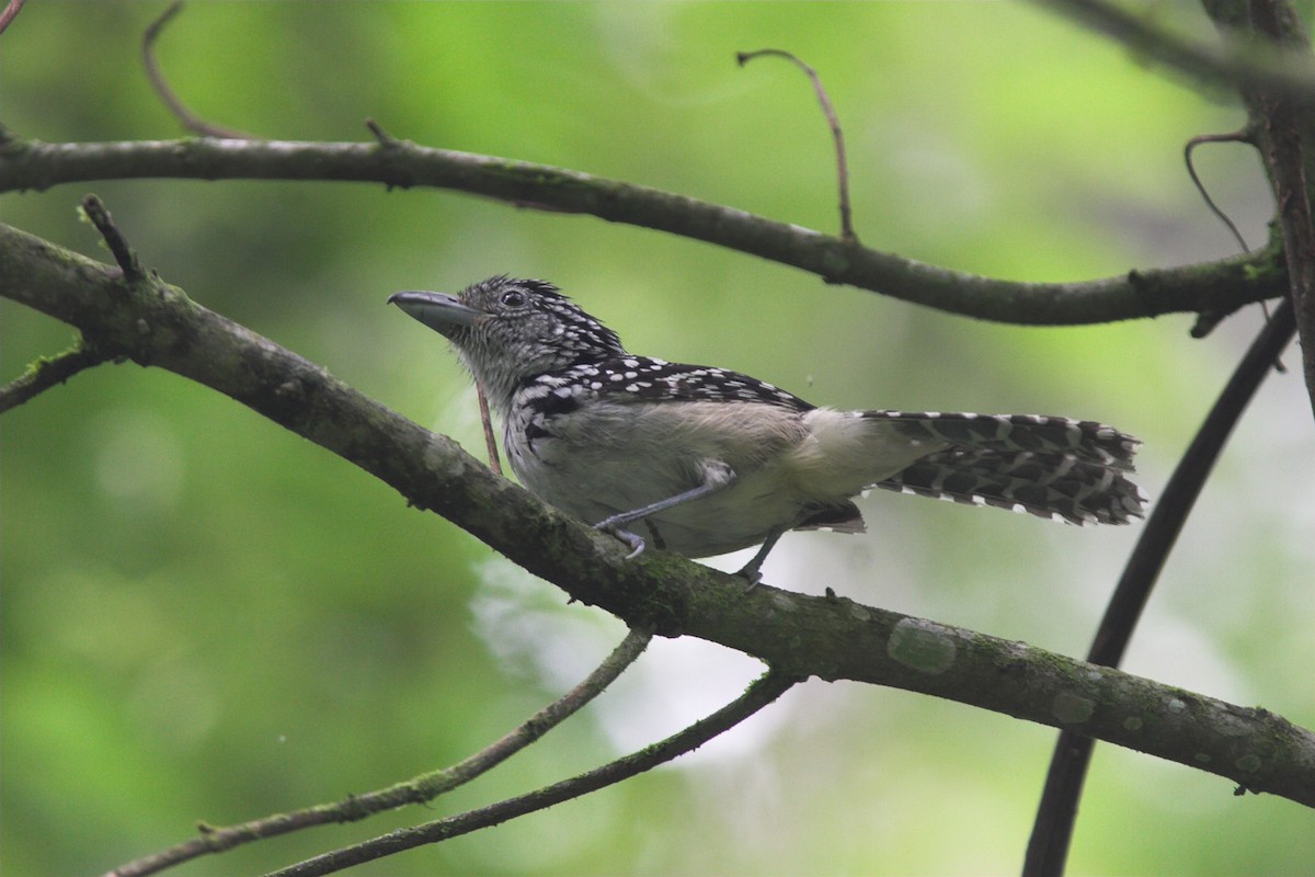 Spot-backed Antshrike - ML204439311