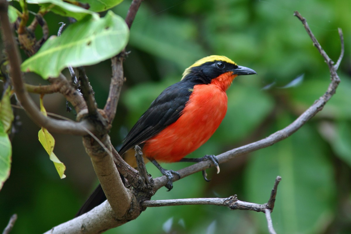 Yellow-crowned Gonolek - ML204439601