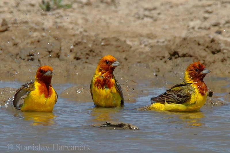 Red-headed Bunting - ML204439771