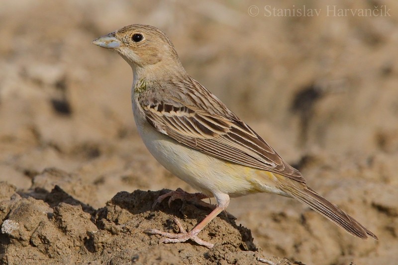 Red-headed Bunting - ML204439781