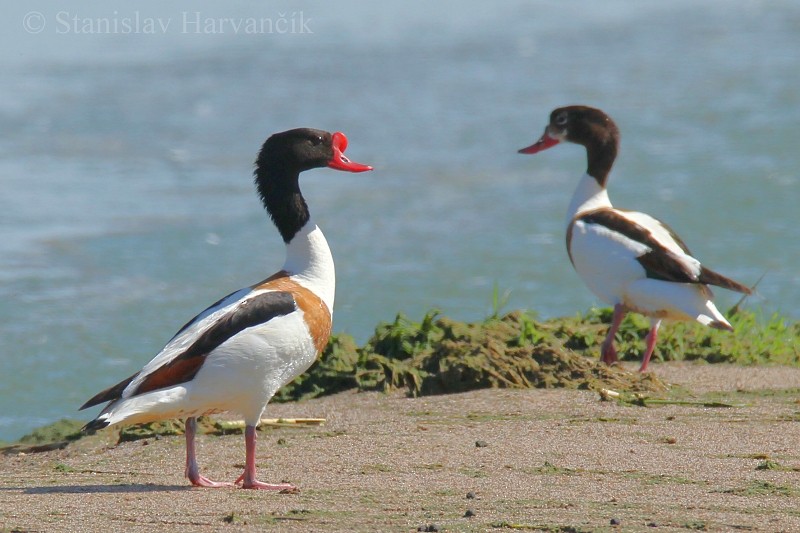 Common Shelduck - ML204439901