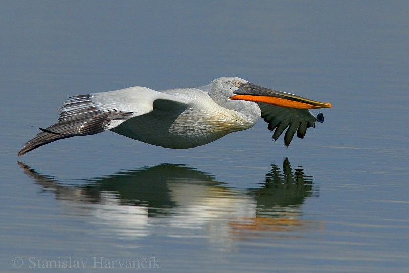 Dalmatian Pelican - Stanislav Harvančík