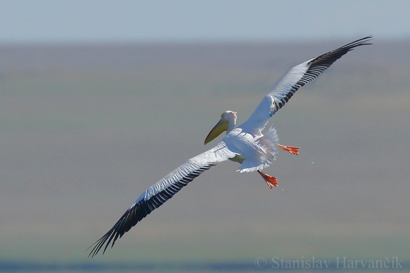 Great White Pelican - ML204439921