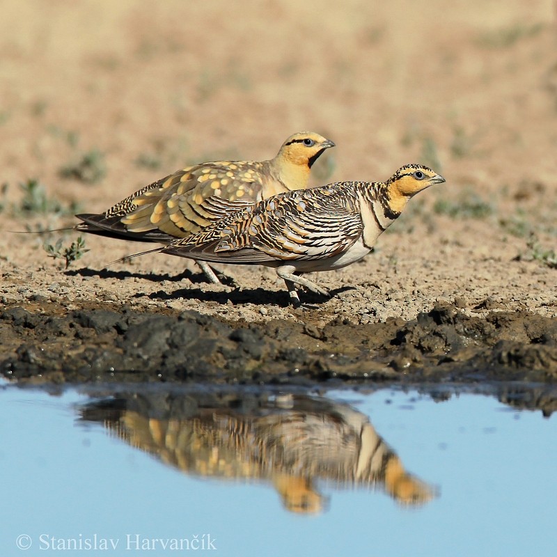 Pin-tailed Sandgrouse - ML204440021