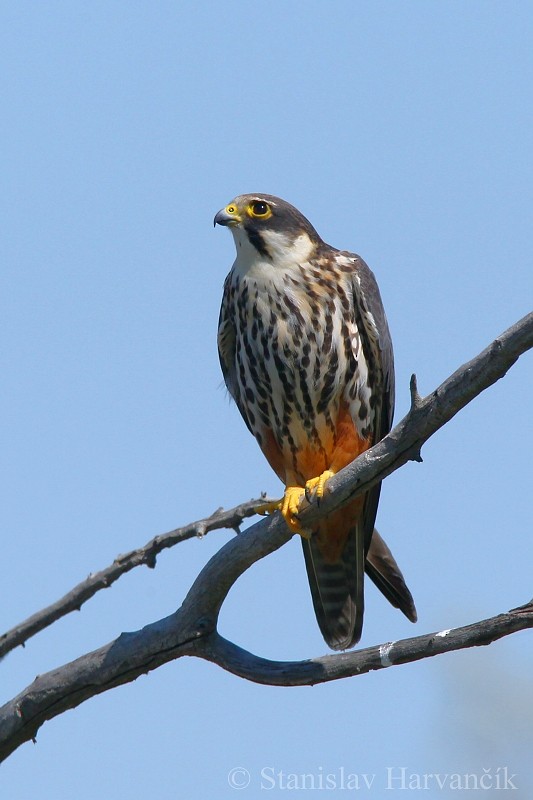 Eurasian Hobby - ML204440151