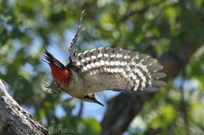 White-winged Woodpecker - ML204440231