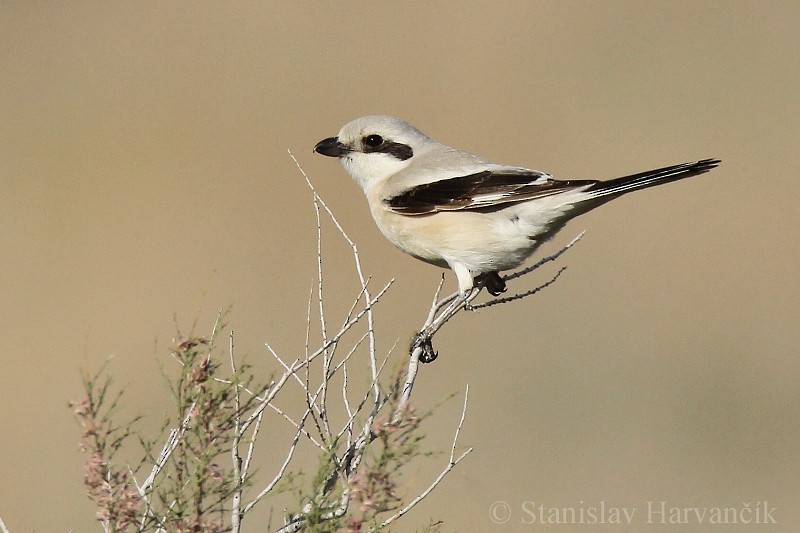 Серый сорокопут (pallidirostris) - ML204440251