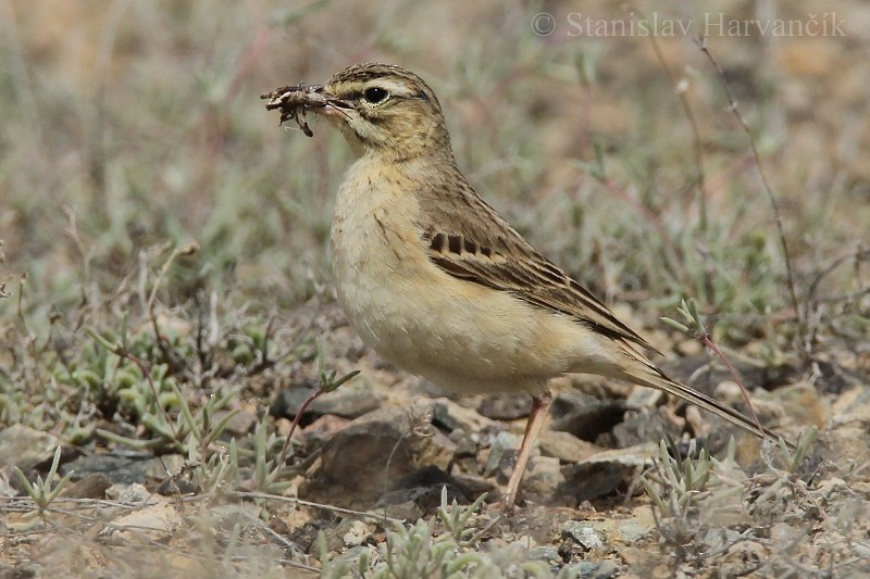 Tawny Pipit - ML204440261