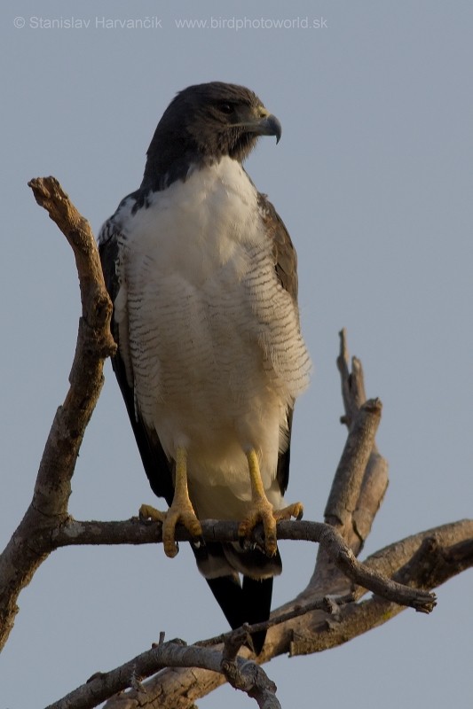 White-tailed Hawk - ML204440411