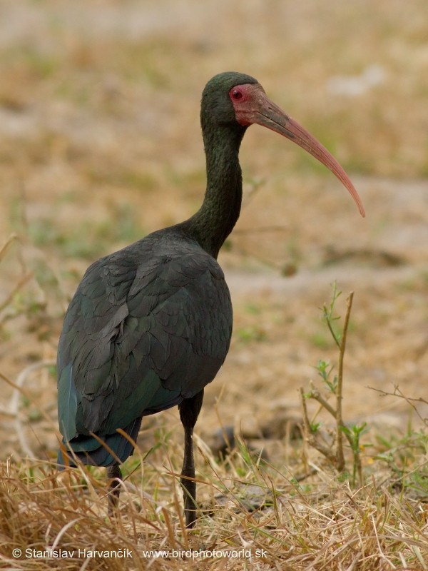 Bare-faced Ibis - ML204440461