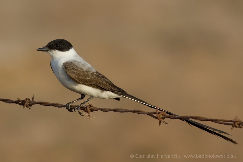 Fork-tailed Flycatcher - ML204440481