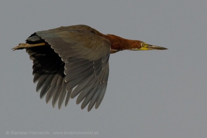 Rufescent Tiger-Heron - ML204440571