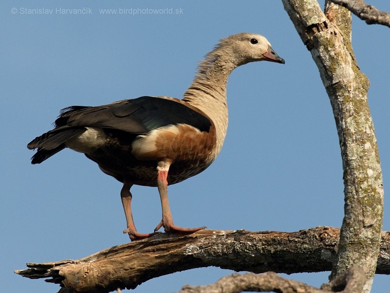 Orinoco Goose - Stanislav Harvančík