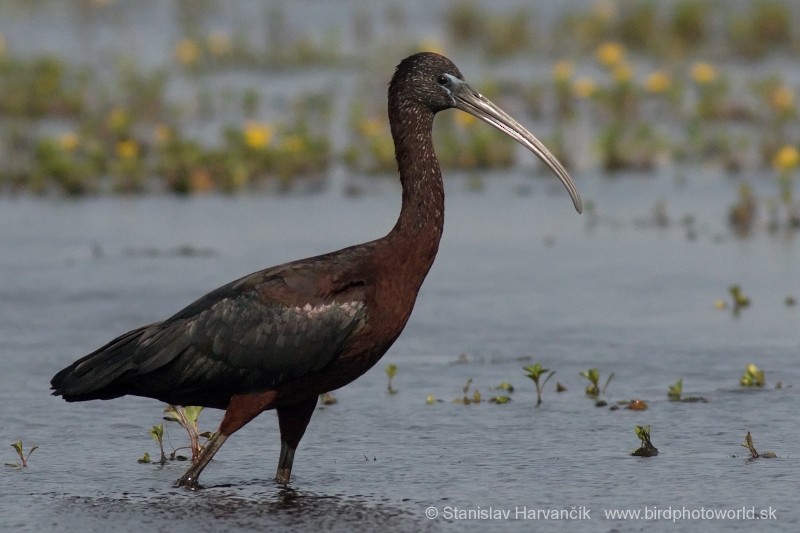 Glossy Ibis - ML204440711