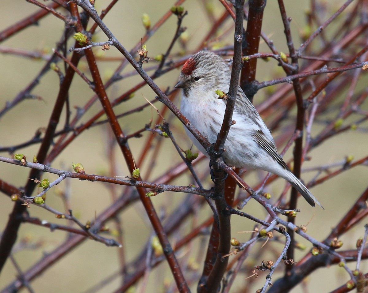 Common/Hoary Redpoll - ML204440851