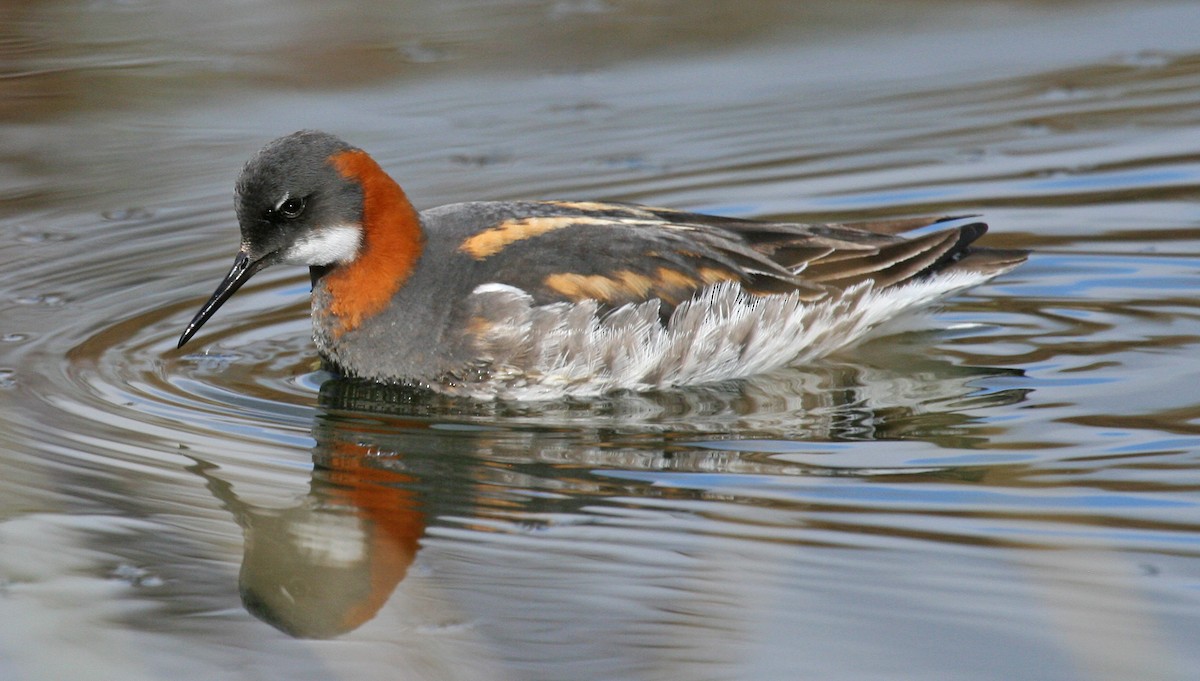 Red-necked Phalarope - Piet Pomp