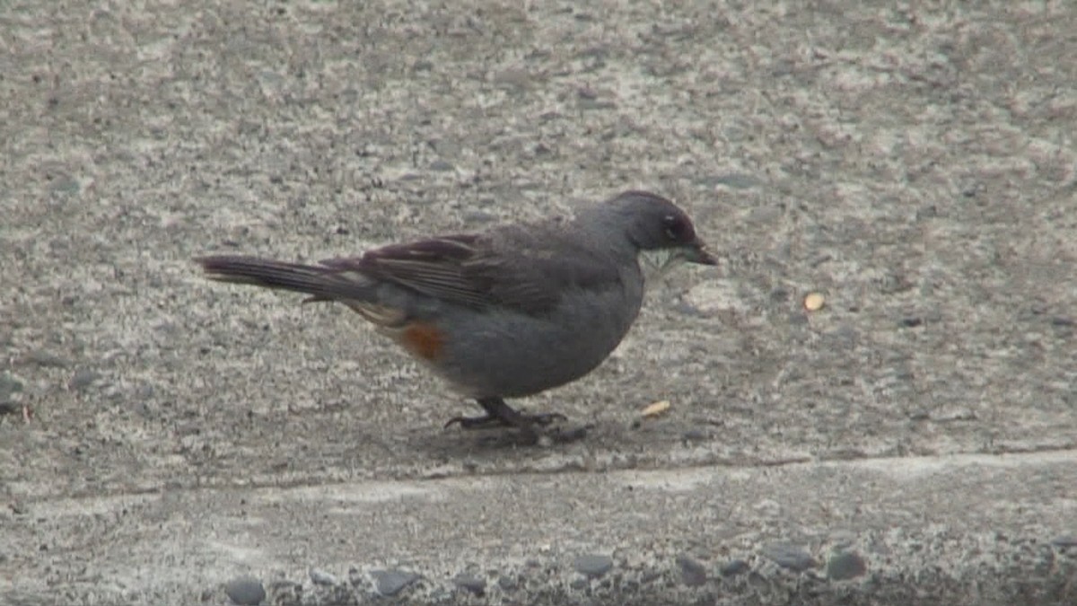 Diuca Finch - ML204441301