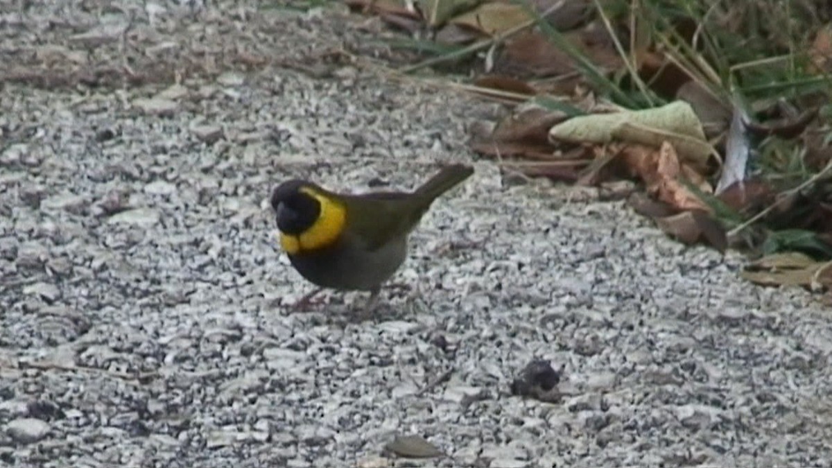 Cuban Grassquit - ML204441321