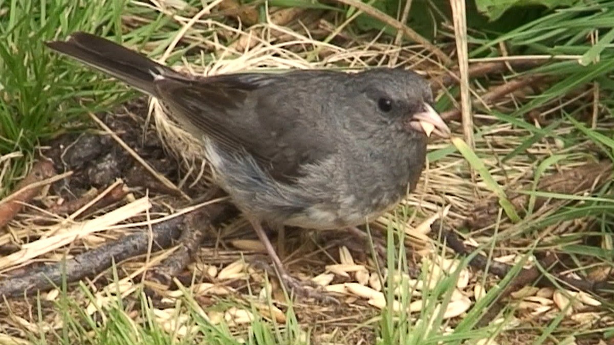 Dark-eyed Junco - ML204441331